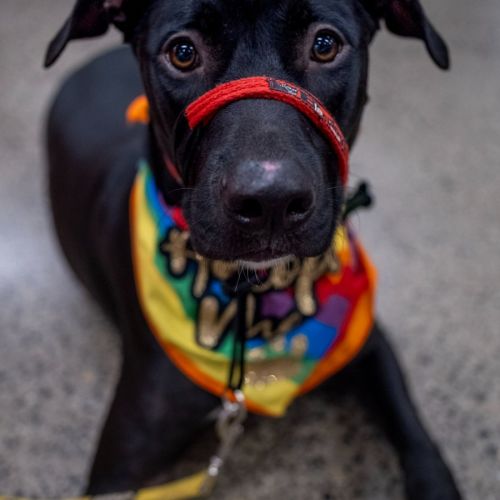 Diesel - American Staffordshire Terrier Dog