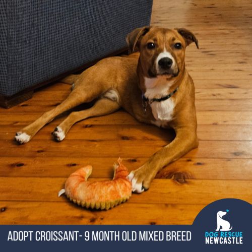 Croissant - 9 Month Old Mixed Breed - Mixed breed Dog