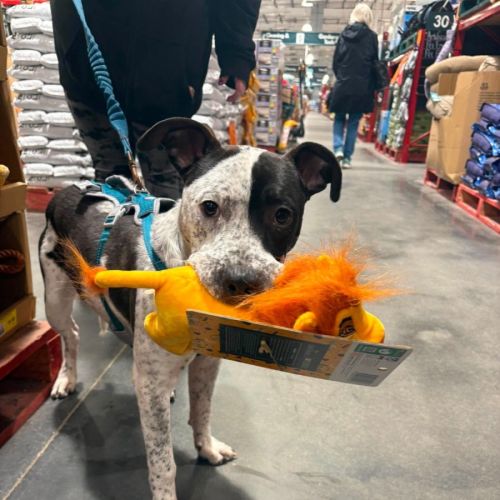 Liverpool - Australian Cattle Dog x Mastiff Dog