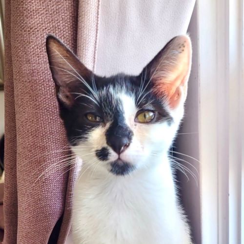 Manny - Domestic Short Hair (DSH) Cat