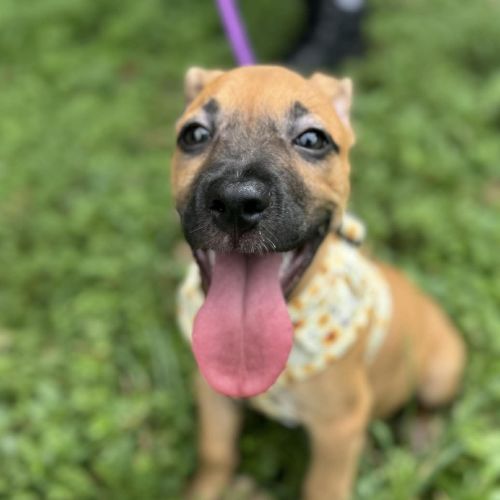 Astor - Australian Cattle Dog x Bull Arab Dog