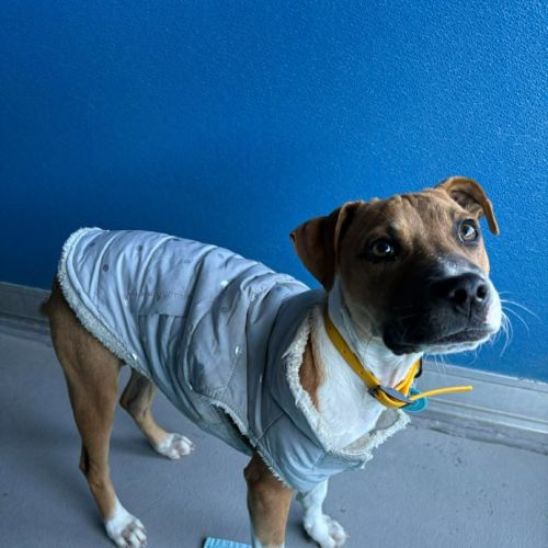 Buffy  - American Staffordshire Terrier Dog
