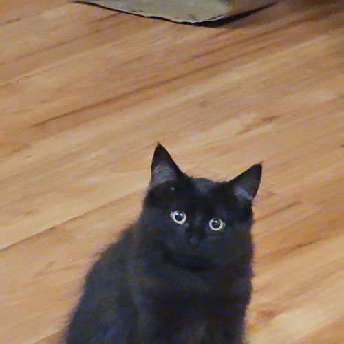 Sqeaks - Domestic Short Hair (DSH) Cat