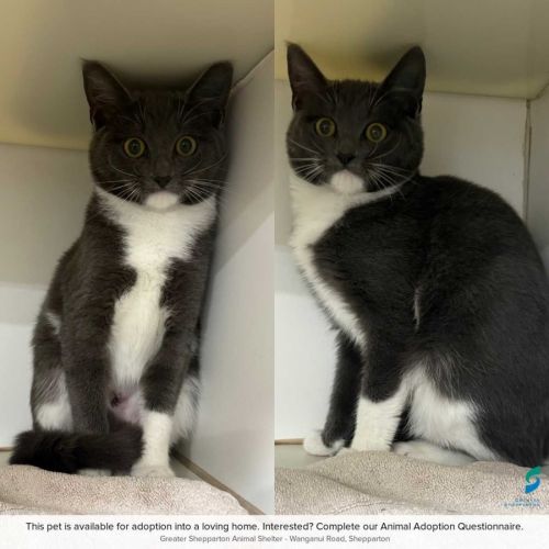 Milly - Domestic Short Hair (DSH) Cat