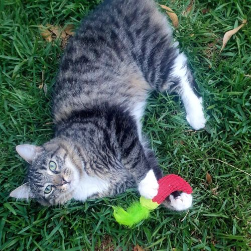 Rocky - Domestic Medium Hair (DMH) Cat