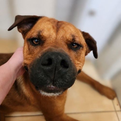 Skye Peggotty - Rottweiler x Mastiff Dog