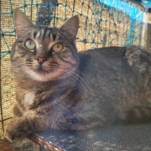 Gaia - Domestic Short Hair Cat