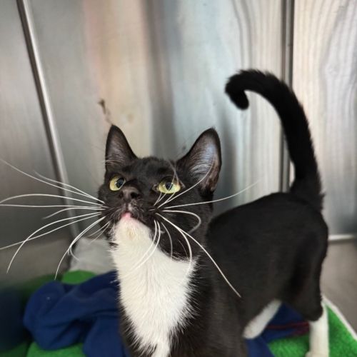 Catherine Johns - Domestic Short Hair (DSH) Cat