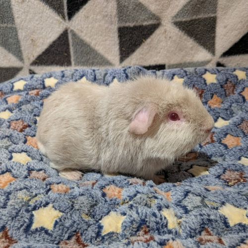 Gibbs -  Guinea Pig