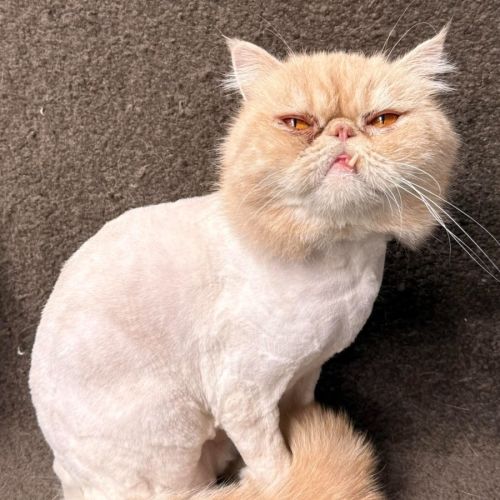 🍨Mochi🍨 - Exotic Shorthair Cat