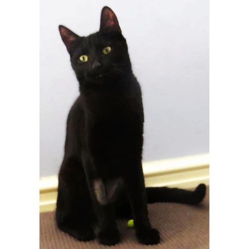 11155 - Frenchy - Domestic Short Hair (DSH) Cat