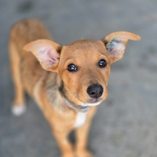 Fern - Australian Kelpie Dog