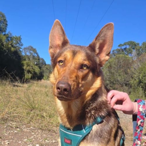 Theo - German Shepherd Dog x Australian Kelpie Dog