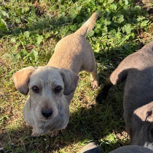 Benson - Australian Terrier Dog
