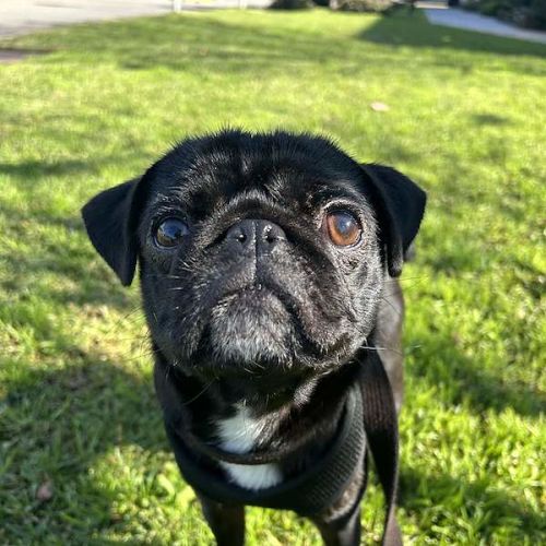 Bella - Pug Dog