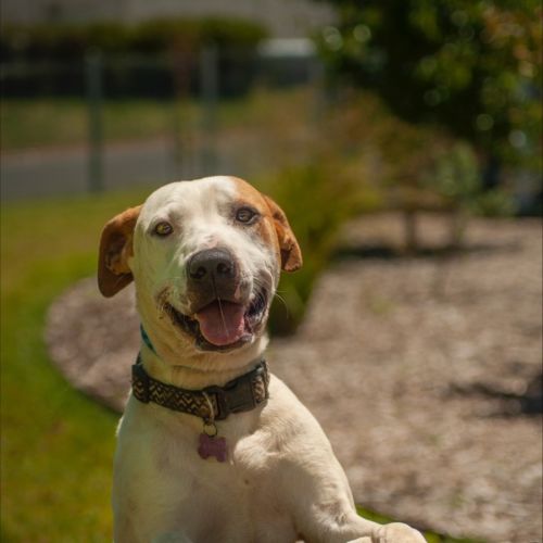 Scooter - American Staffordshire Terrier Dog