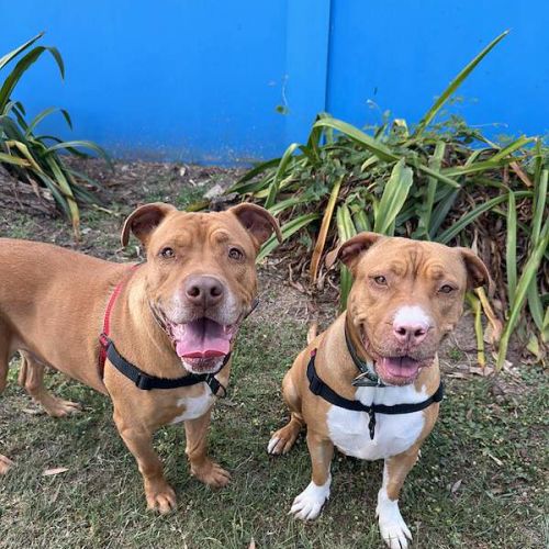 Bundy - Staffordshire Bull Terrier Dog