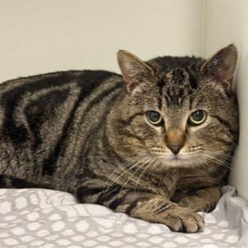 Magical Michael - Domestic Short Hair Cat