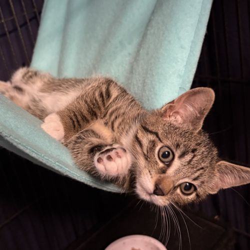 Prosciutto - Domestic Short Hair (DSH) Cat