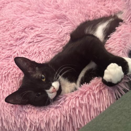Beanie - Domestic Short Hair (DSH) Cat