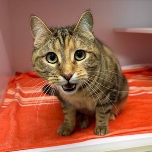 Royalty - Domestic Short Hair Cat