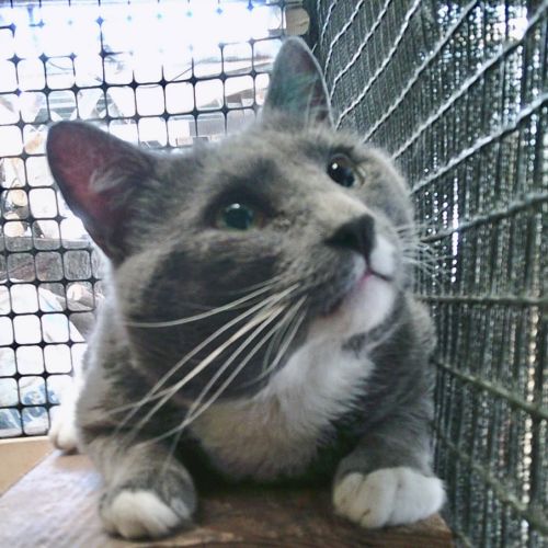 Dorian - Domestic Short Hair (DSH) Cat