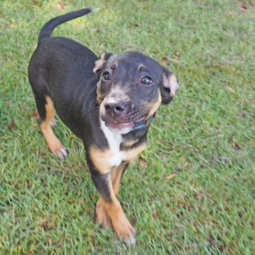 Odessa - Australian Kelpie Dog