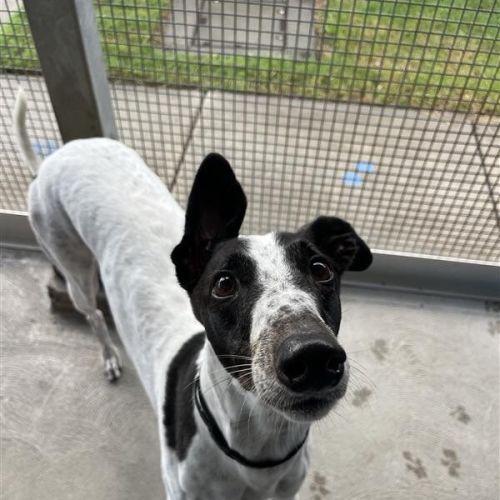 Princess - Greyhound Dog