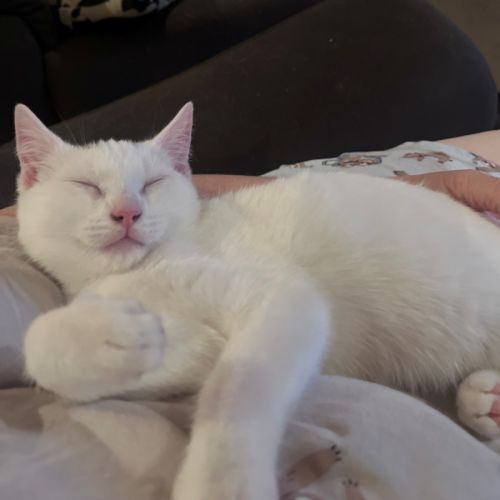 Romeo - Domestic Short Hair (DSH) Cat