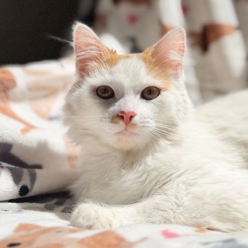 Waffle - Domestic Medium Hair (DMH) Cat