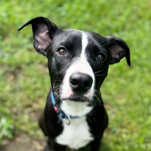 Woody  - American Staffordshire Terrier Dog