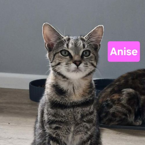 Anise - Domestic Short Hair (DSH) Cat