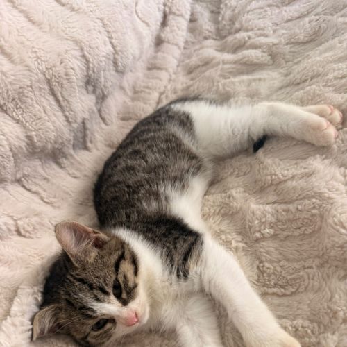 Mabel  - Domestic Short Hair (DSH) Cat