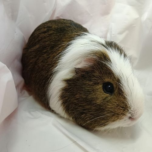 Brin - Domestic Short Hair Guinea Pig