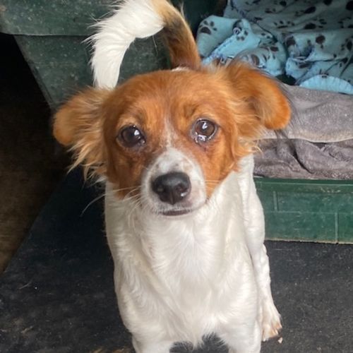 Regan - Mixed breed Dog