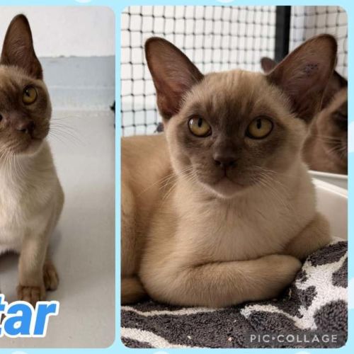Star - Burmese Cat