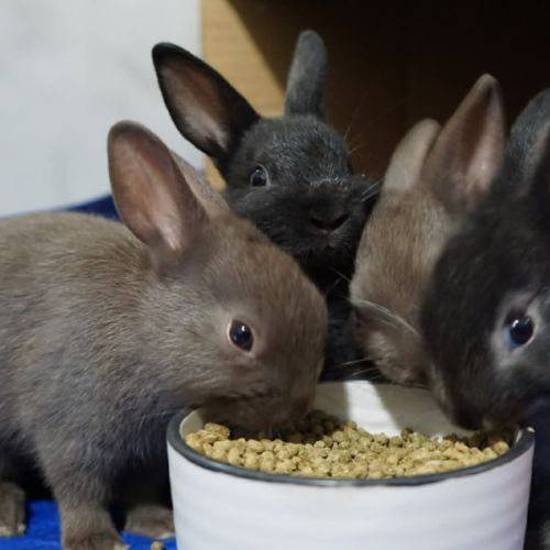 The Spices - Netherland Dwarf Rabbit