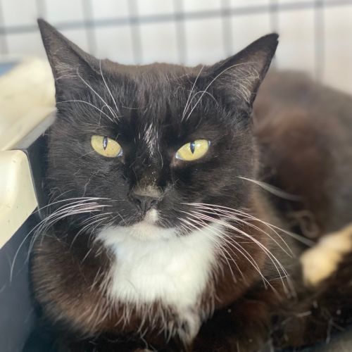 Tukki - Domestic Short Hair (DSH) Cat