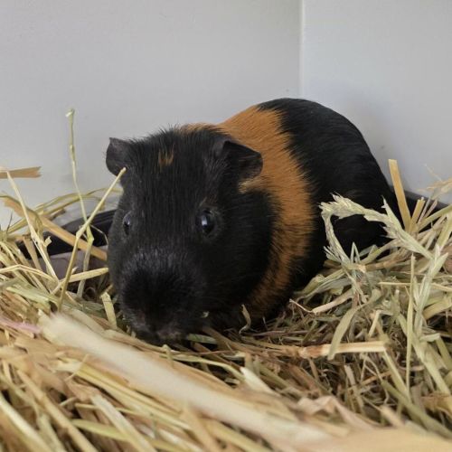 Mr Bombastic (bonded To Mr. Worldwide) - Smooth Hair Guinea Pig