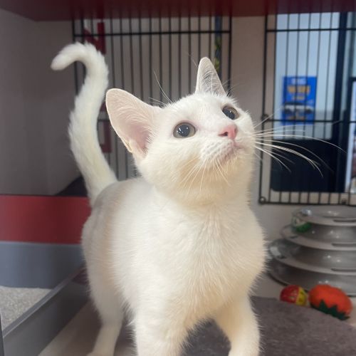 Prada  - Domestic Short Hair Cat