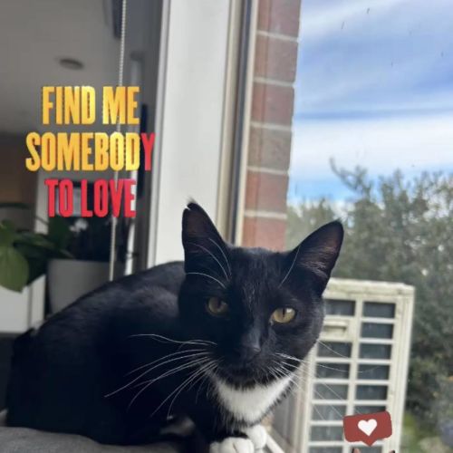 Sylvester - Domestic Short Hair (DSH) Cat