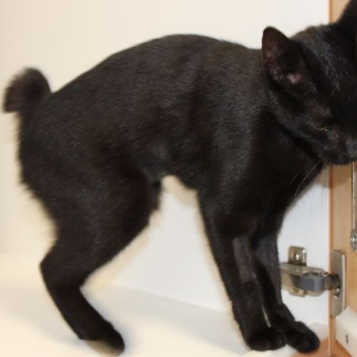 Armani - Domestic Short Hair (DSH) x Manx Cat