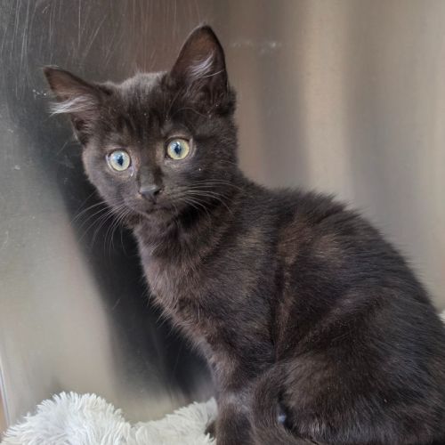 Brownie - Domestic Short Hair (DSH) Cat