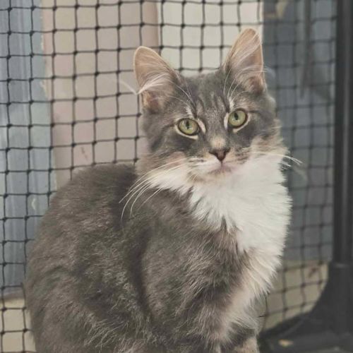 Cupcake - Domestic Short Hair (DSH) Cat