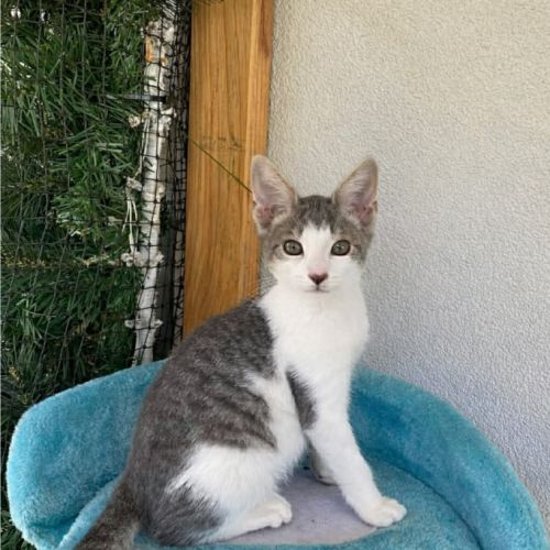 Jelly Bean - Domestic Short Hair (DSH) Cat