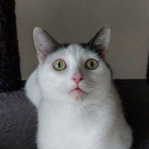 Celeste - Domestic Short Hair (DSH) Cat