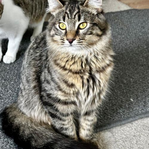 Adidas - Domestic Medium Hair (DMH) Cat