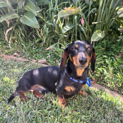 Albie - Dachshund (Miniature) Dog