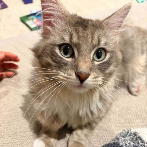 Jasper  - Domestic Medium Hair (DMH) Cat