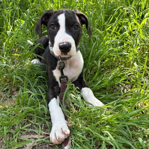 Buttercup - Border Collie x American Staffy Dog